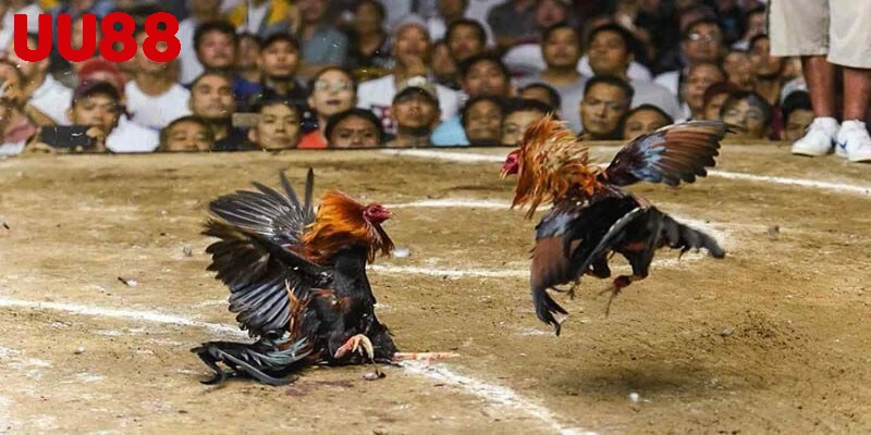 Đá gà cựa sắt mới lạ