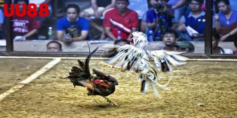 Sảnh game đá gà kịch tính